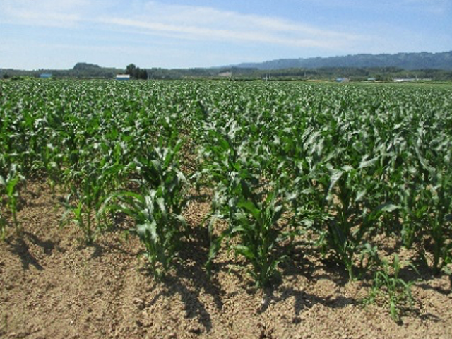 7月15日撮影　北海道とうもろこしの圃場